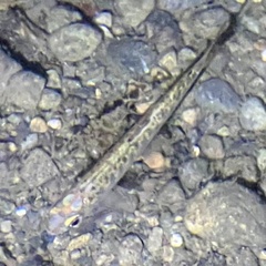 Oncorhynchus kisutch