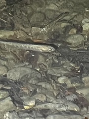 Oncorhynchus kisutch