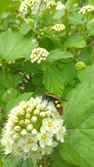 Megascolia maculata maculata