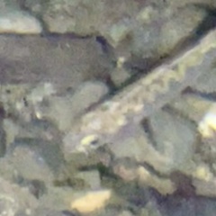 Oncorhynchus kisutch