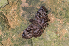 Ebrietas anacreon