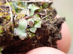 Mannia fragrans