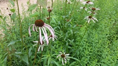 Echinacea laevigata