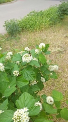 Megascolia maculata maculata