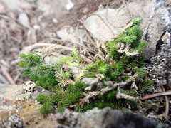 Selaginella densa