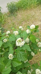 Megascolia maculata maculata