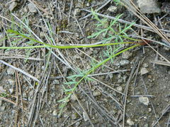 Lomatium rollinsii