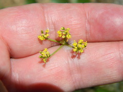 Lomatium rollinsii