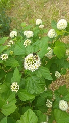 Megascolia maculata maculata