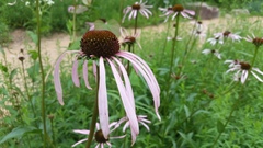 Echinacea laevigata