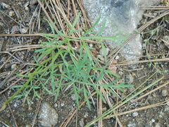 Lomatium rollinsii