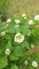 Megascolia maculata maculata