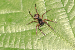 Corinninae
