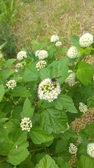 Megascolia maculata maculata