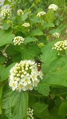 Megascolia maculata maculata