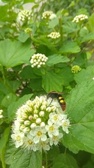 Megascolia maculata maculata