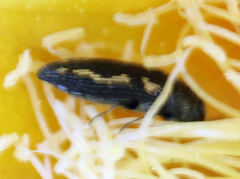 Acmaeodera neglecta neoneglecta