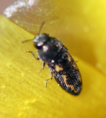 Acmaeodera neglecta neoneglecta
