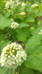 Megascolia maculata maculata