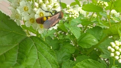 Megascolia maculata maculata
