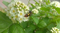 Megascolia maculata maculata