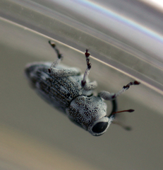 Cylindrocopturus