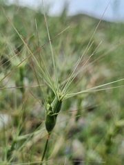 Aegilops biuncialis