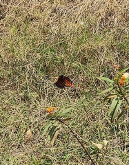 Danaus gilippus thersippus