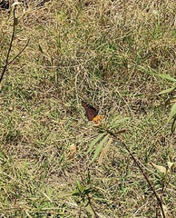 Danaus gilippus thersippus