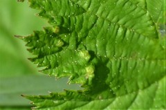 Dasineura ulmaria