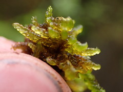 Scorpidium