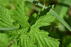 Dasineura ulmaria