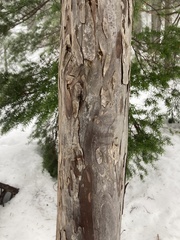 Cupressus nootkatensis