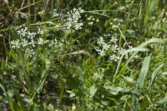 Bifora radians