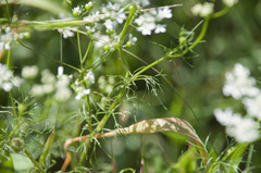 Bifora radians