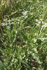 Bifora radians