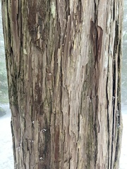 Cupressus nootkatensis