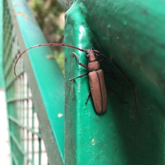 Aegolipton marginale