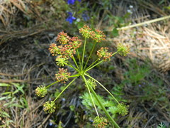 Lomatium dissectum