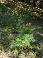 Lomatium dissectum