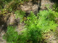 Lomatium dissectum