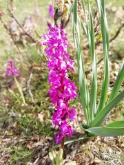 Orchis mascula laxifloriformis