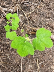 Ribes viscosissimum