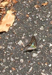 Graphium bathycles bathycloides