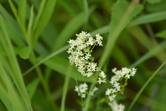 Galium labradoricum