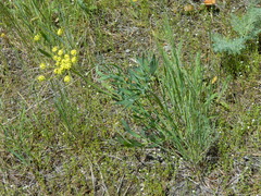Lomatium triternatum anomalum