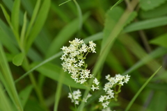 Galium labradoricum