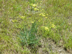 Lomatium triternatum anomalum