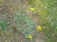 Lomatium triternatum anomalum
