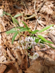 Orbexilum pedunculatum